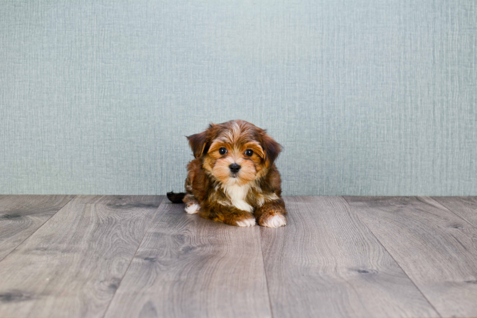Popular Morkie Designer Pup