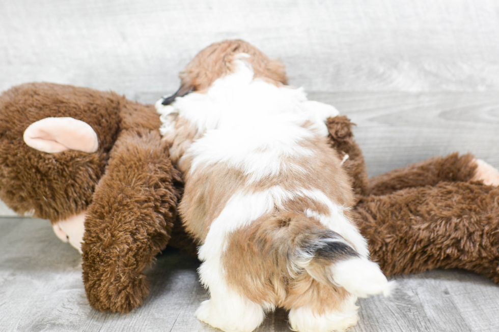 Popular Teddy Bear Designer Pup