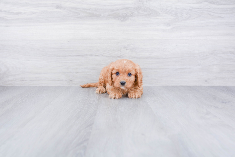 Popular Cavapoo Poodle Mix Pup