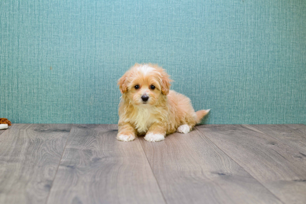Maltipoo Puppy for Adoption