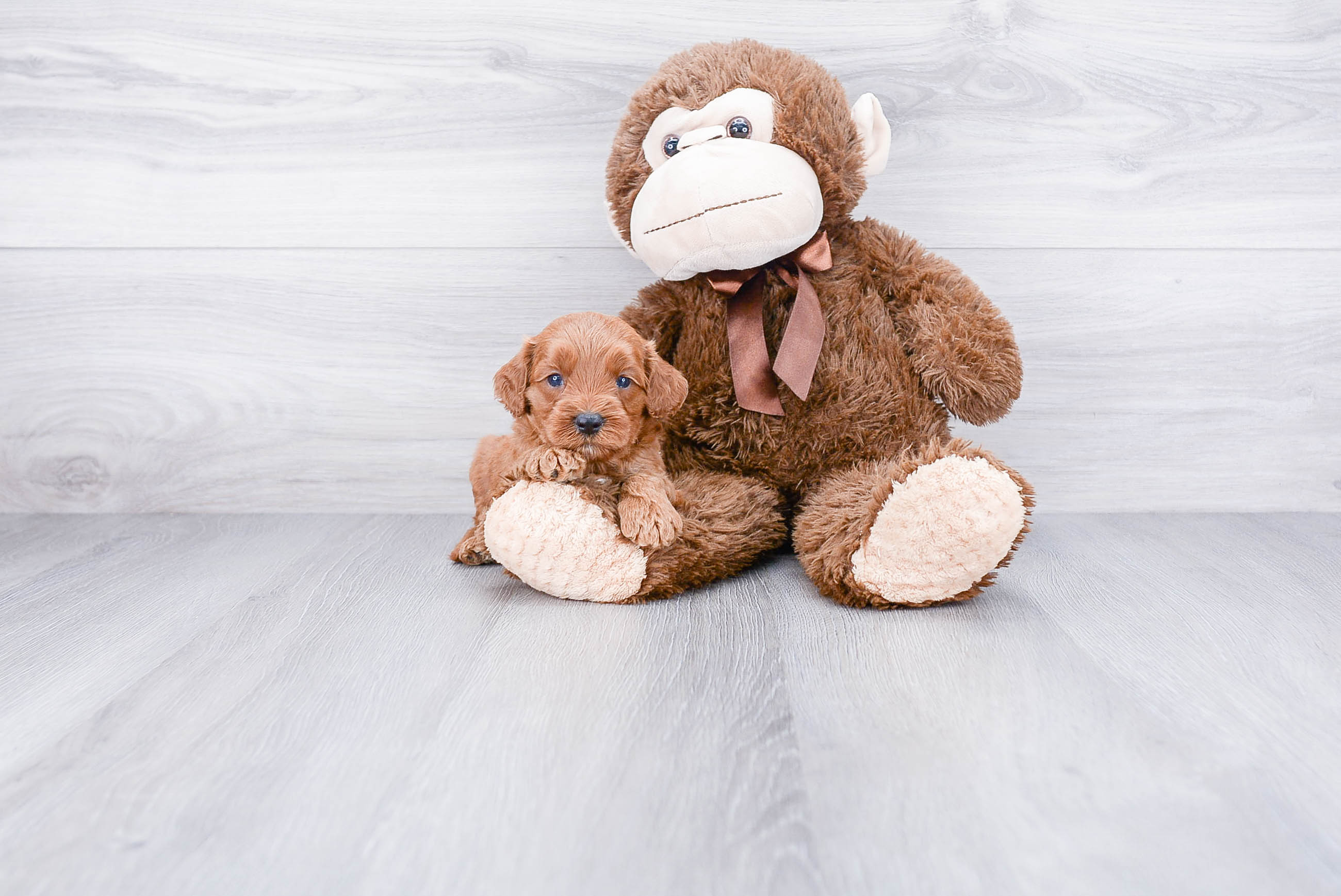Best Cockapoo Baby