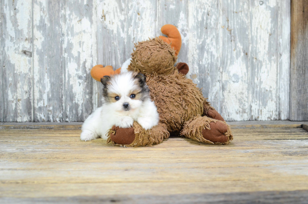 Maltipom Pup Being Cute
