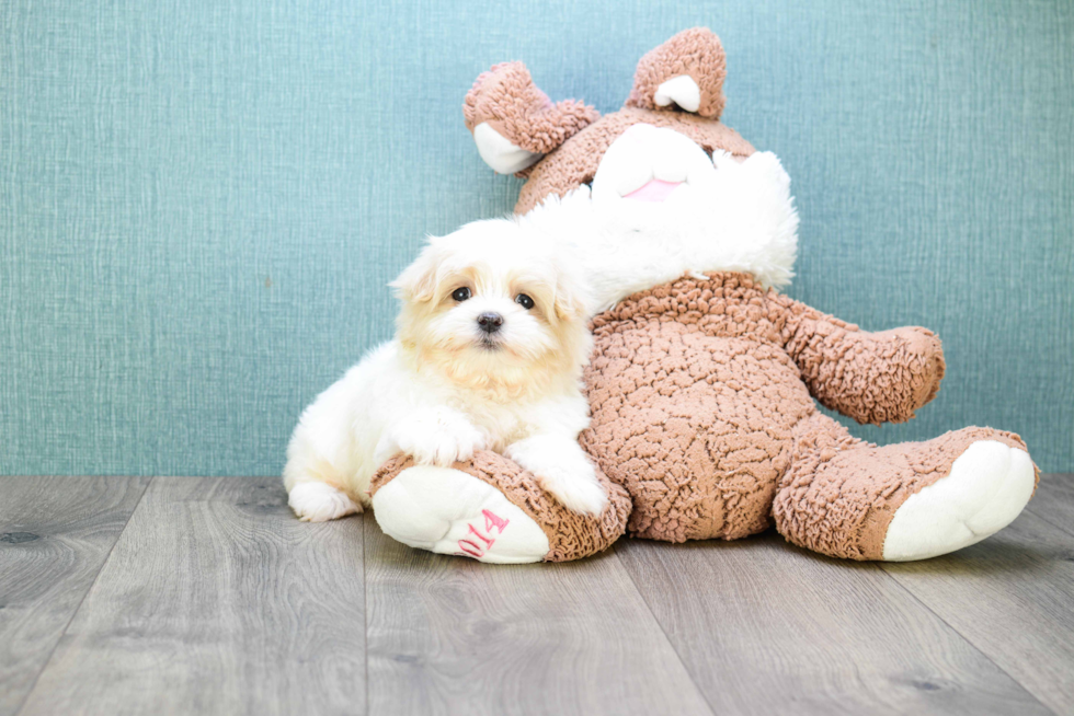 Maltipoo Puppy for Adoption