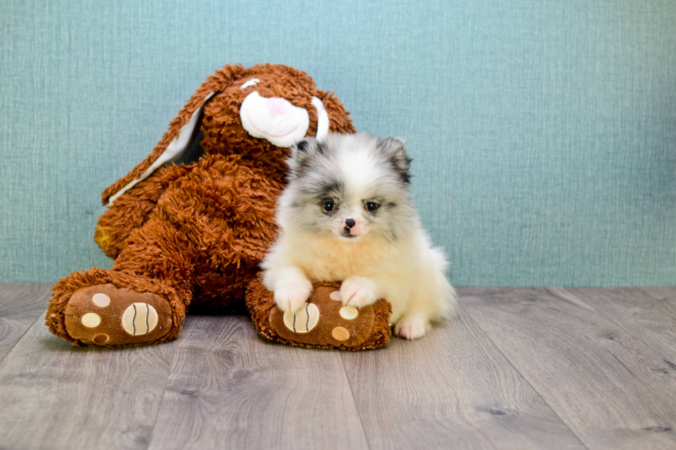 Pomeranian Puppy for Adoption