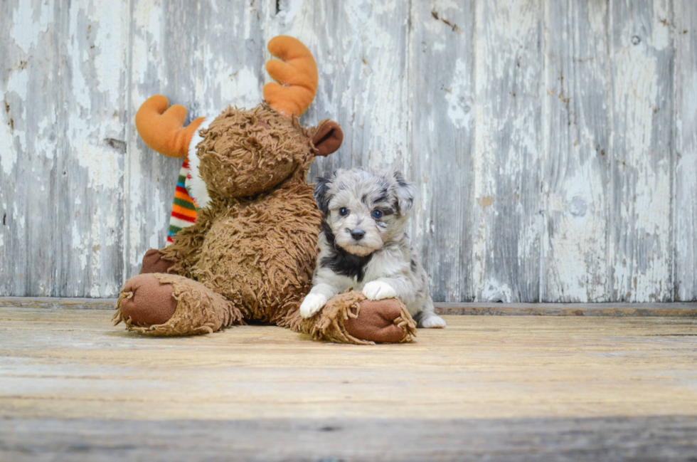 Funny Mini Aussiedoodle Poodle Mix Pup