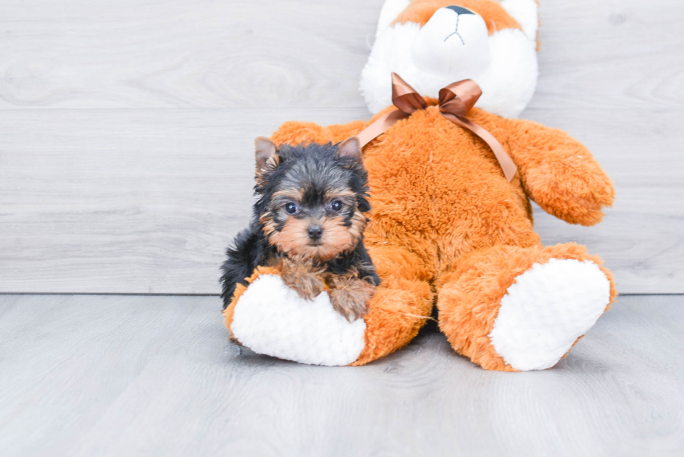 Meet Ronaldo - our Yorkshire Terrier Puppy Photo 