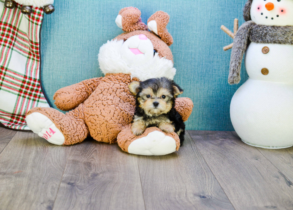 Morkie Puppy for Adoption