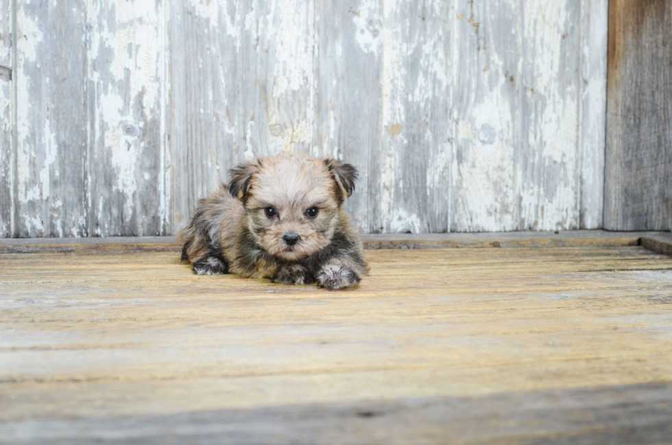 Little Yorkie Designer Puppy