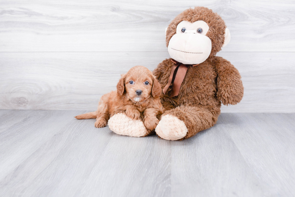 Mini Goldendoodle Puppy for Adoption