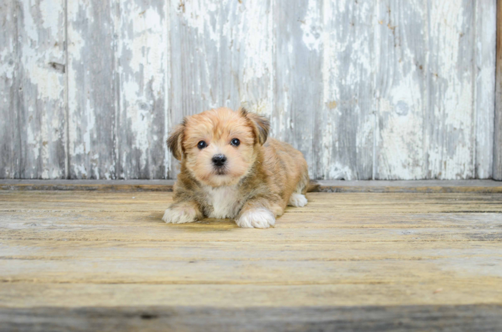 Morkie Puppy for Adoption