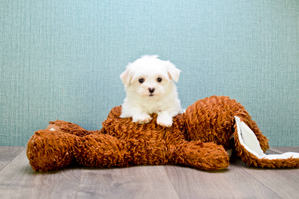 Petite Maltese Purebred Puppy
