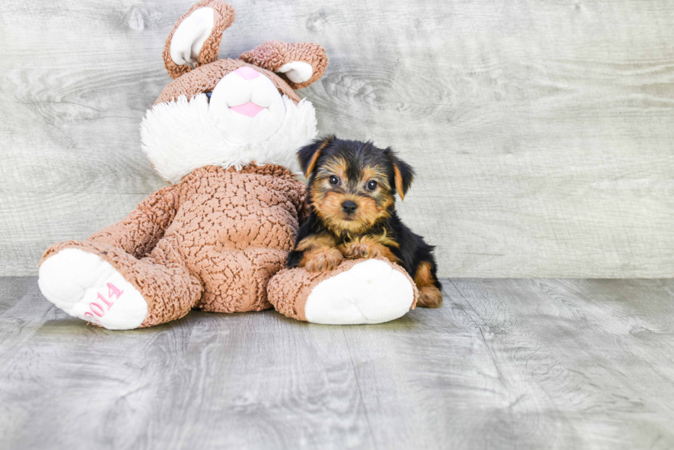 Meet Snickers - our Yorkshire Terrier Puppy Photo 