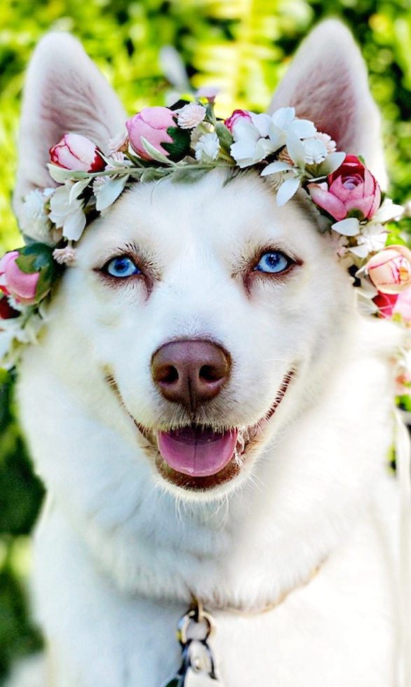  Puppy For Sale Premier Pups