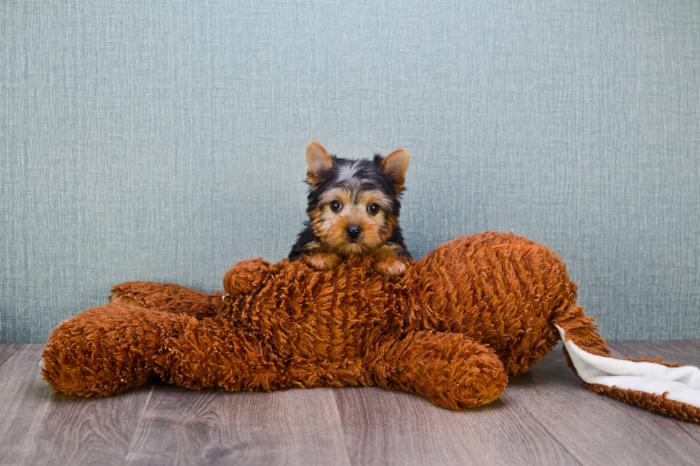 Meet Rascal - our Yorkshire Terrier Puppy Photo 