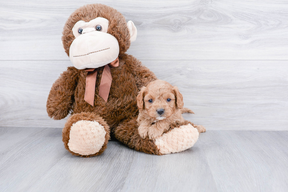 Adorable Cavoodle Poodle Mix Puppy