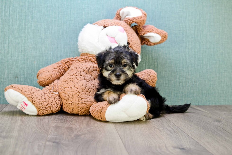 Morkie Puppy for Adoption