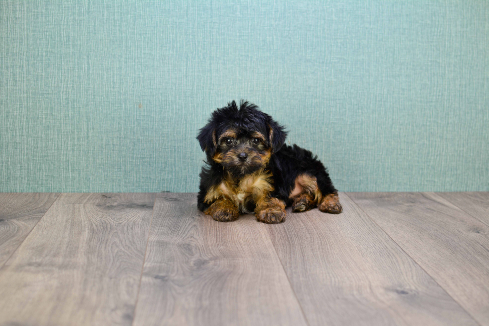 Morkie Pup Being Cute