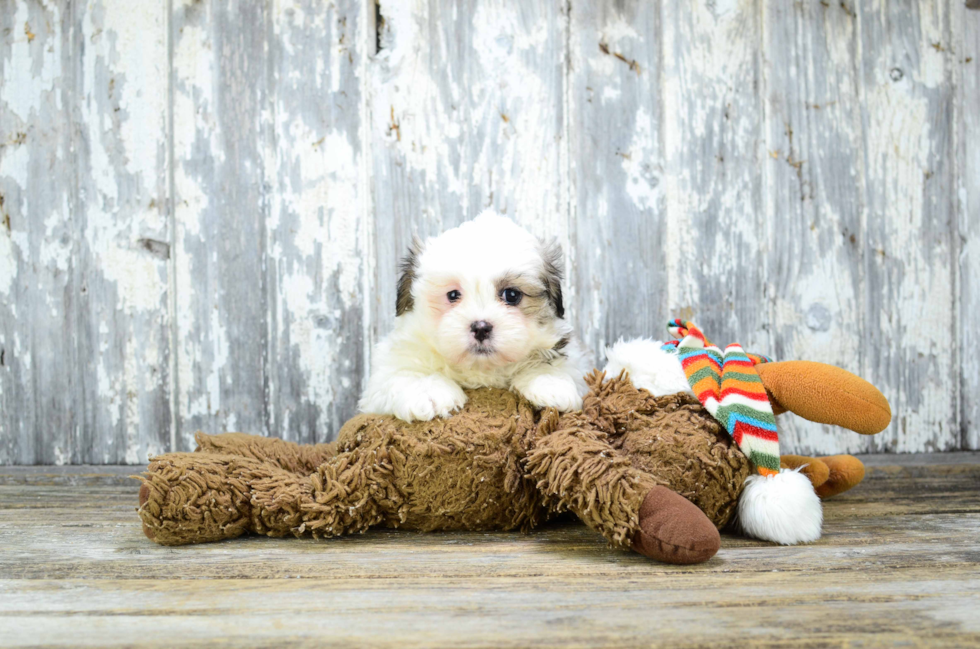 Energetic Shitzu Designer Puppy