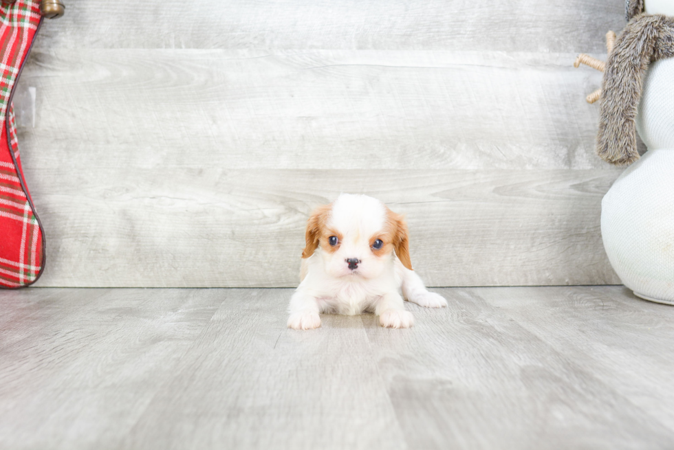 Cavalier King Charles Spaniel Puppy for Adoption