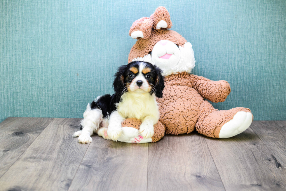 Playful Cavalier King Charles Spaniel Baby