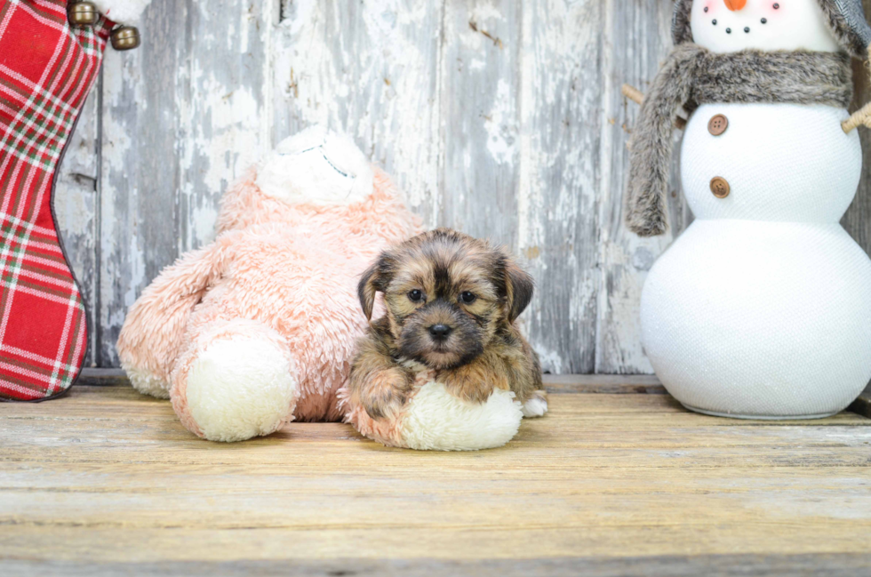 Shorkie Puppy for Adoption