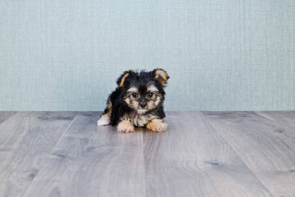 Best Morkie Baby