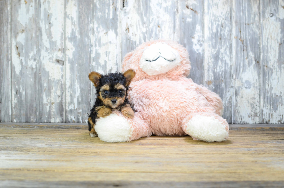 Playful Yorkie Doodle Poodle Mix Puppy