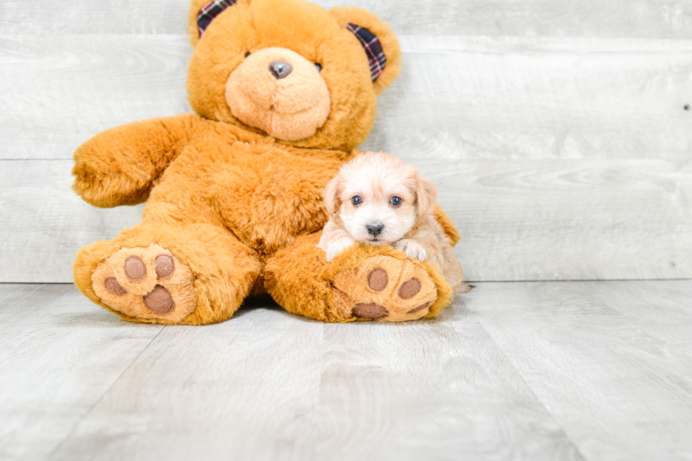 Morkie Puppy for Adoption