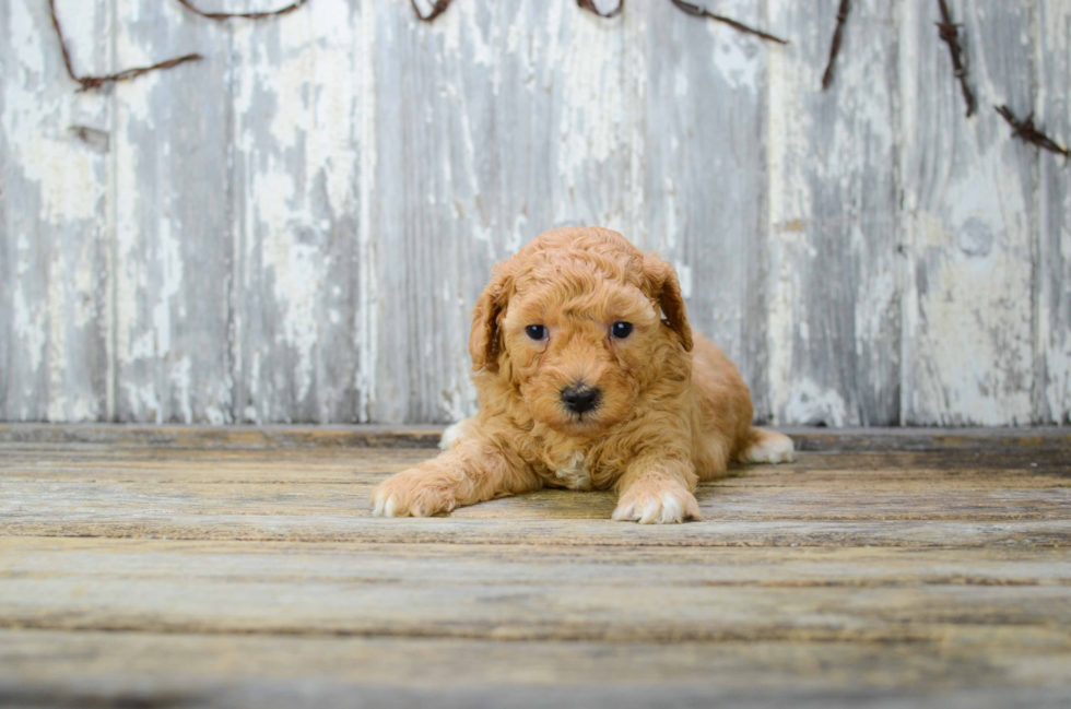 Friendly Poodle Baby