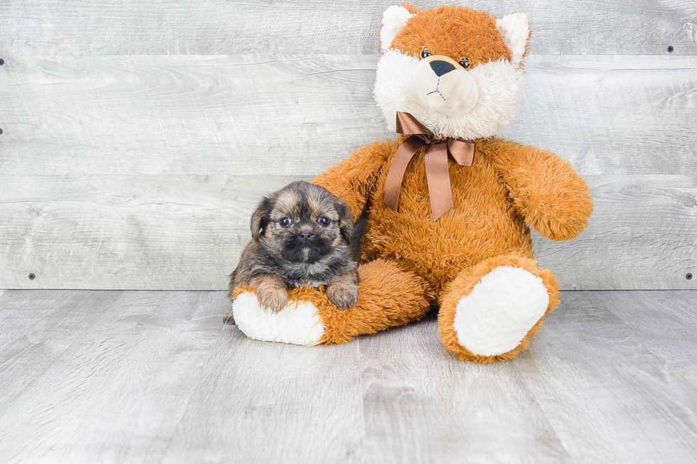 Shorkie Puppy for Adoption