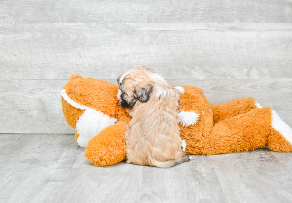 Cute Havanese Purebred Puppy