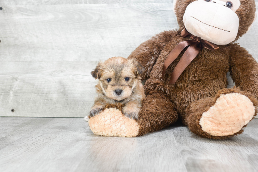 Energetic Yorkie Designer Puppy