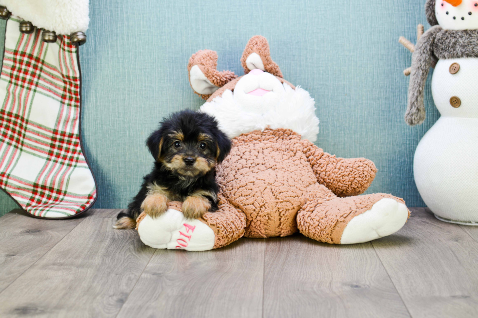 Morkie Puppy for Adoption