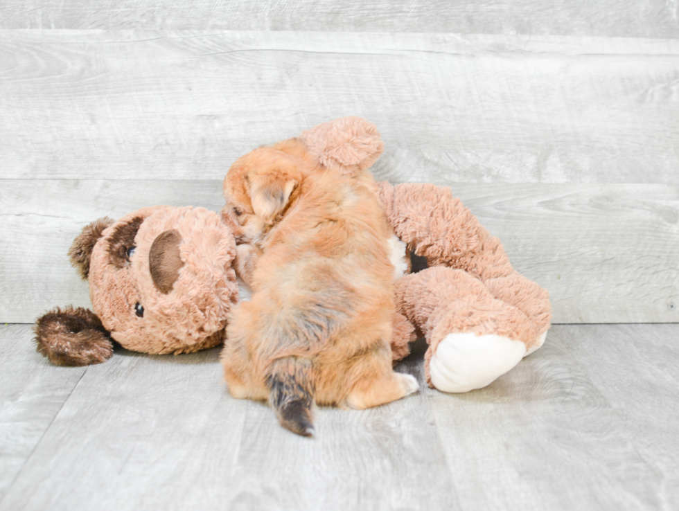 Little Yorkie Designer Puppy