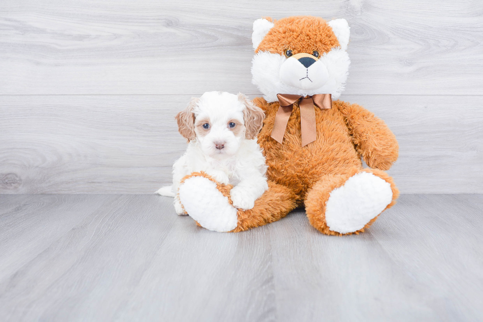 Mini Bernedoodle Puppy for Adoption