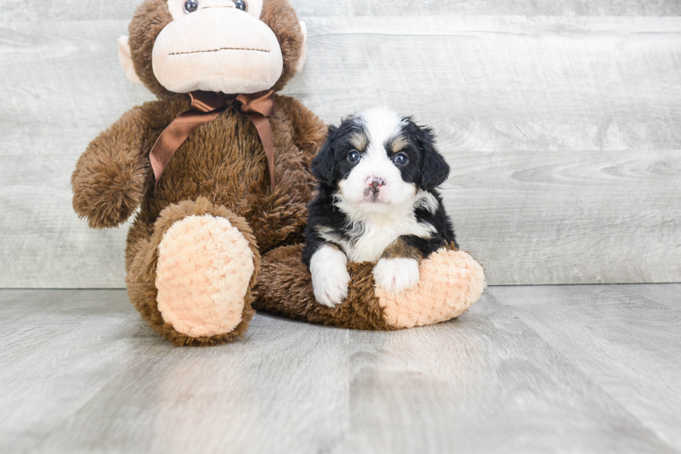 Mini Bernedoodle Pup Being Cute