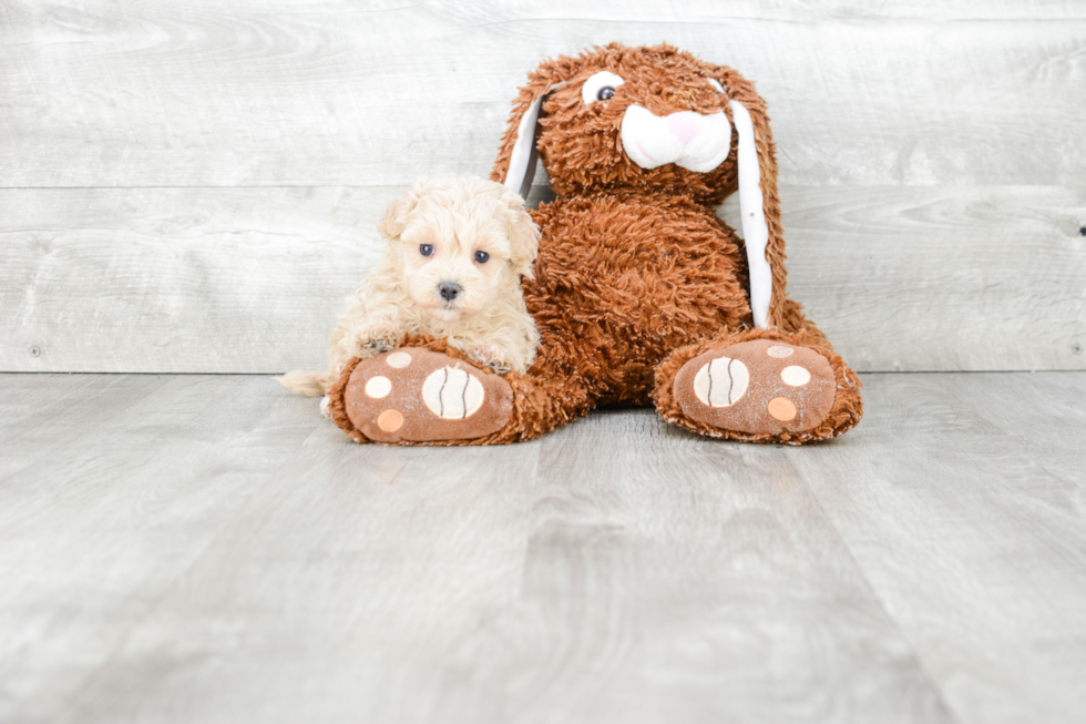 Popular Maltipoo Poodle Mix Pup