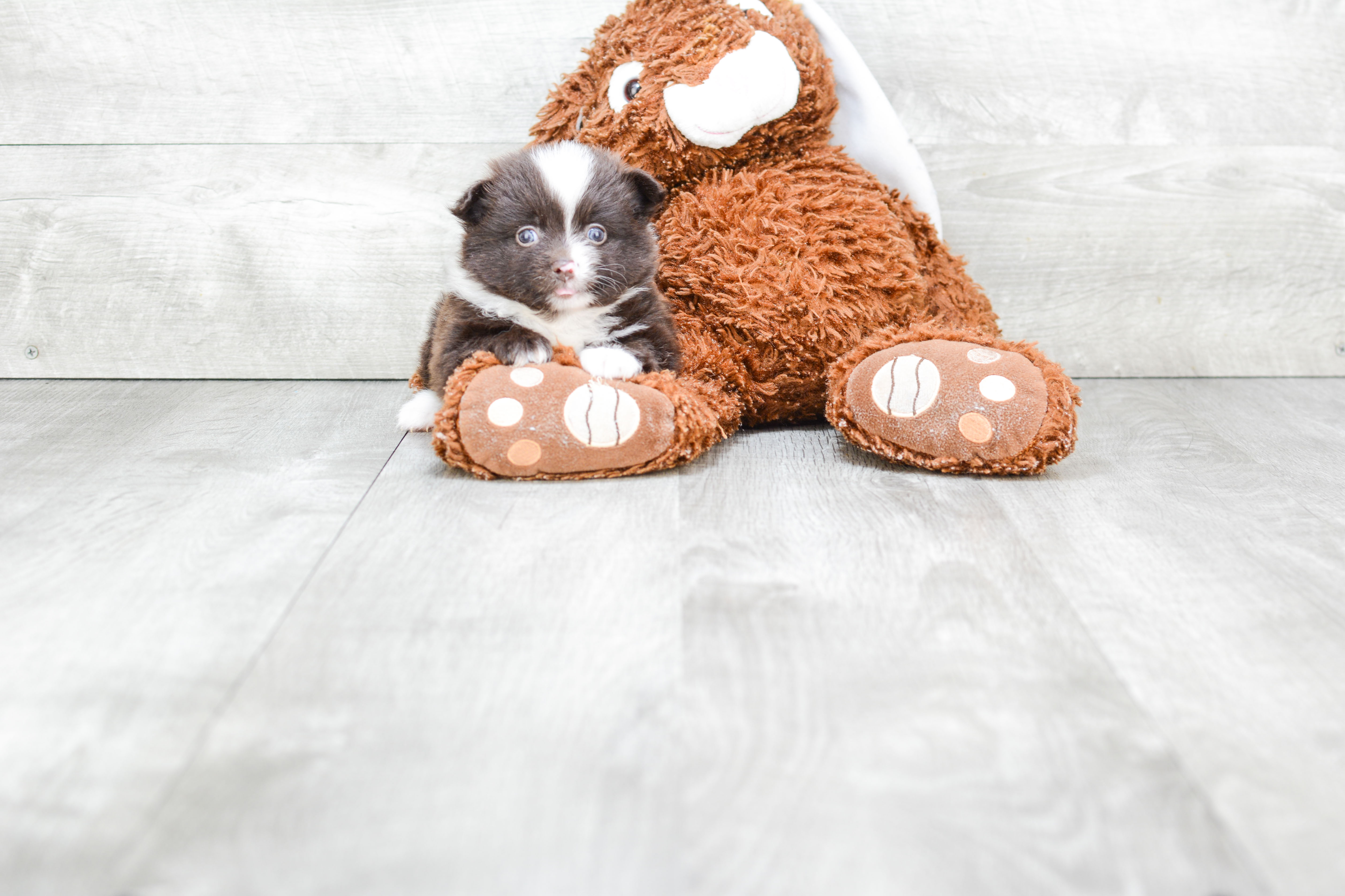 Pomeranian Puppy for Adoption