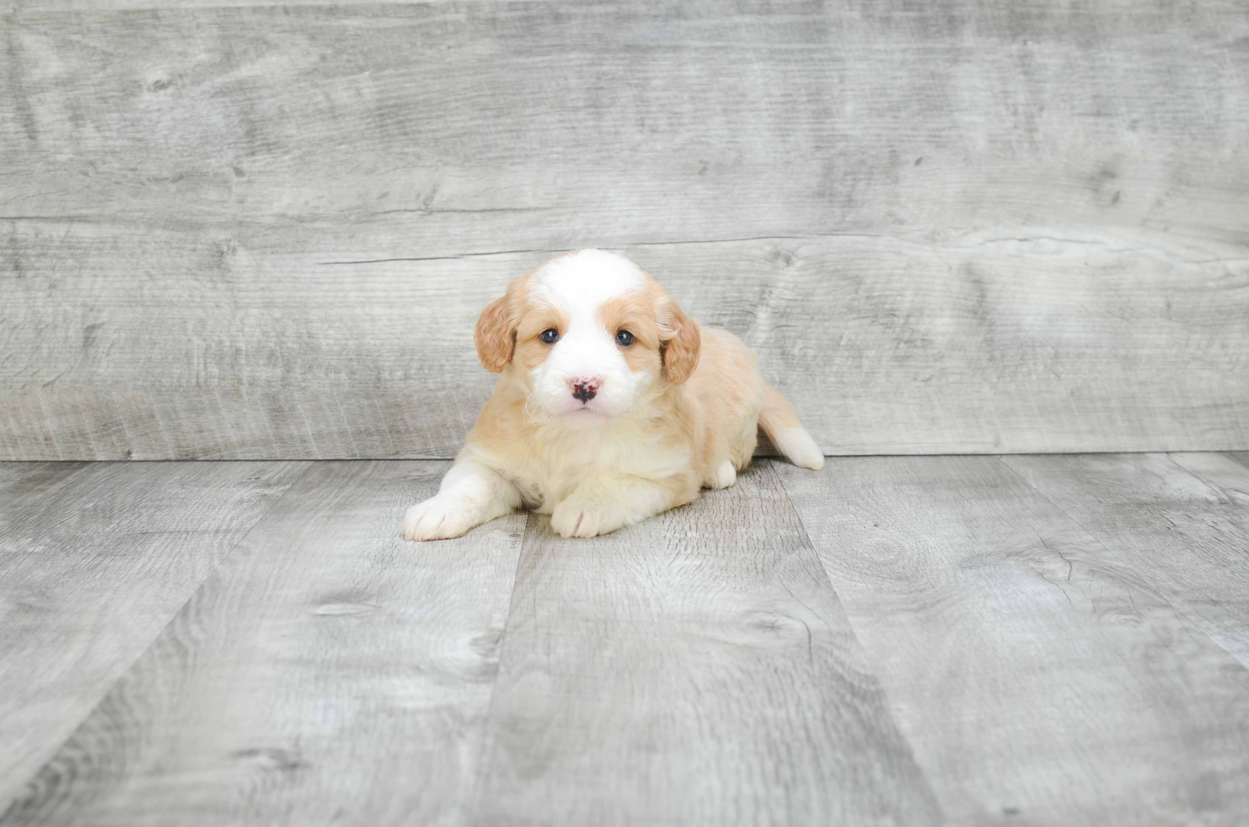 Adorable Golden Retriever Poodle Mix Puppy