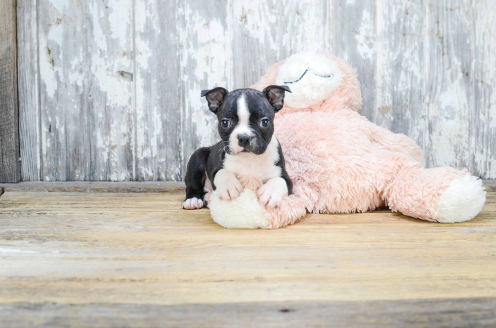 Boston Terrier Pup Being Cute