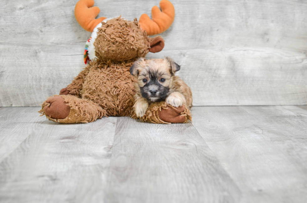 Morkie Puppy for Adoption