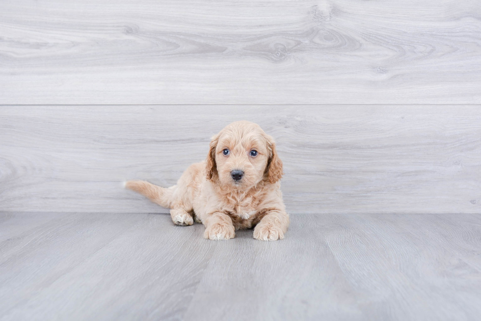 Best Mini Goldendoodle Baby