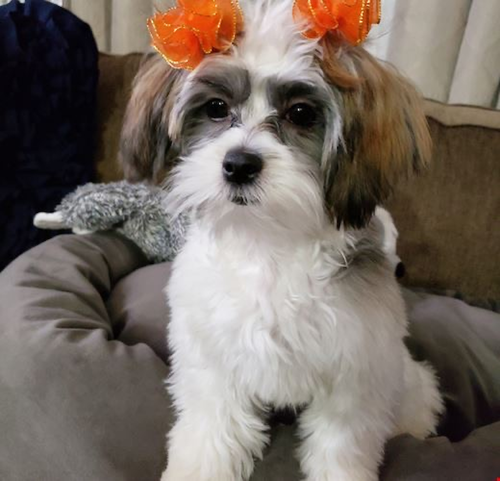 Funny Teddy Bear Pup