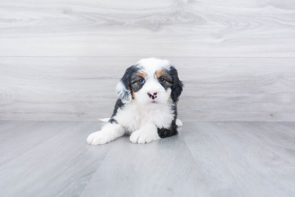 Petite Mini Bernedoodle Poodle Mix Pup