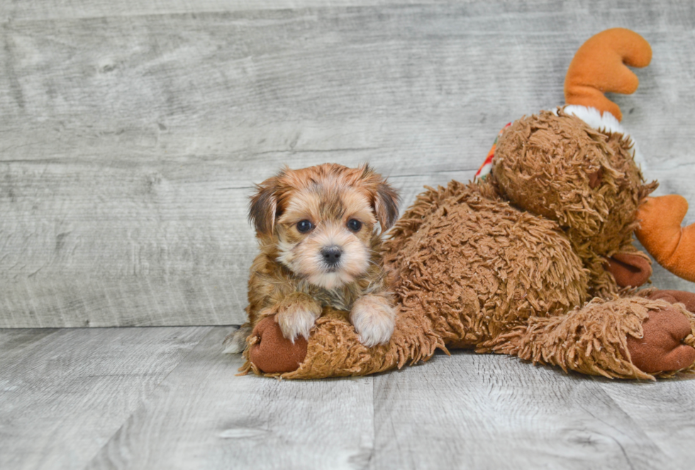 Morkie Pup Being Cute