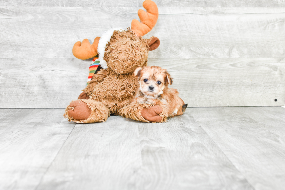 Smart Morkie Designer Pup
