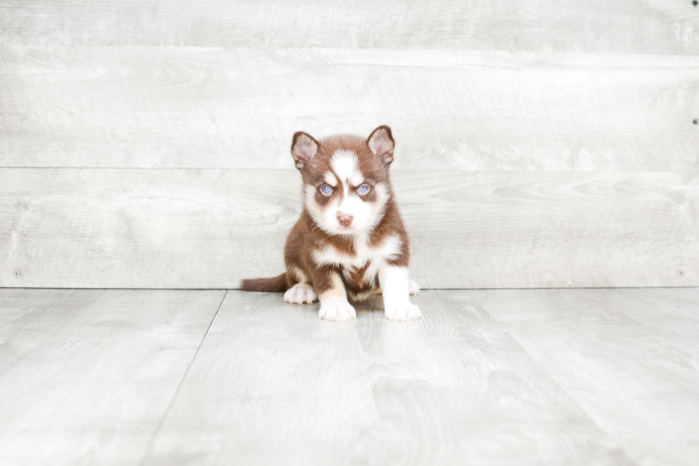 Small Pomsky Baby