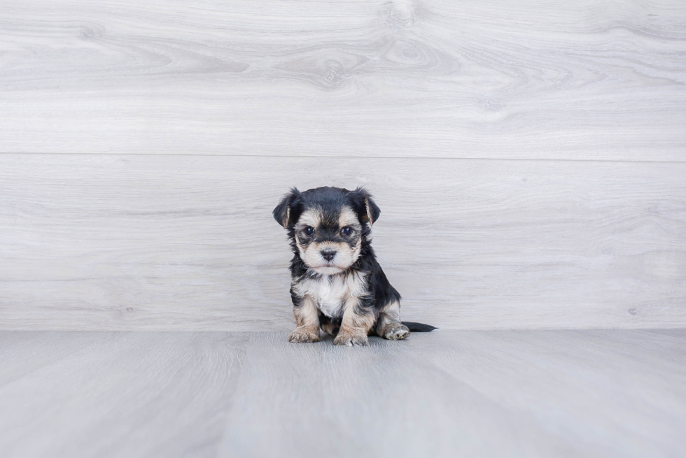 Best Morkie Baby