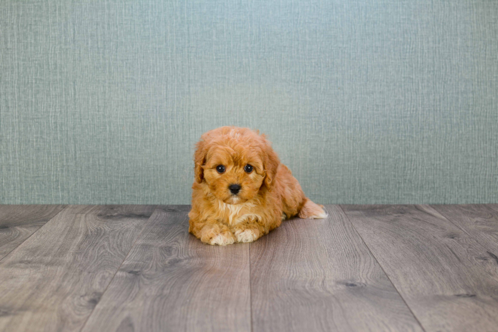 Cavapoo Pup Being Cute