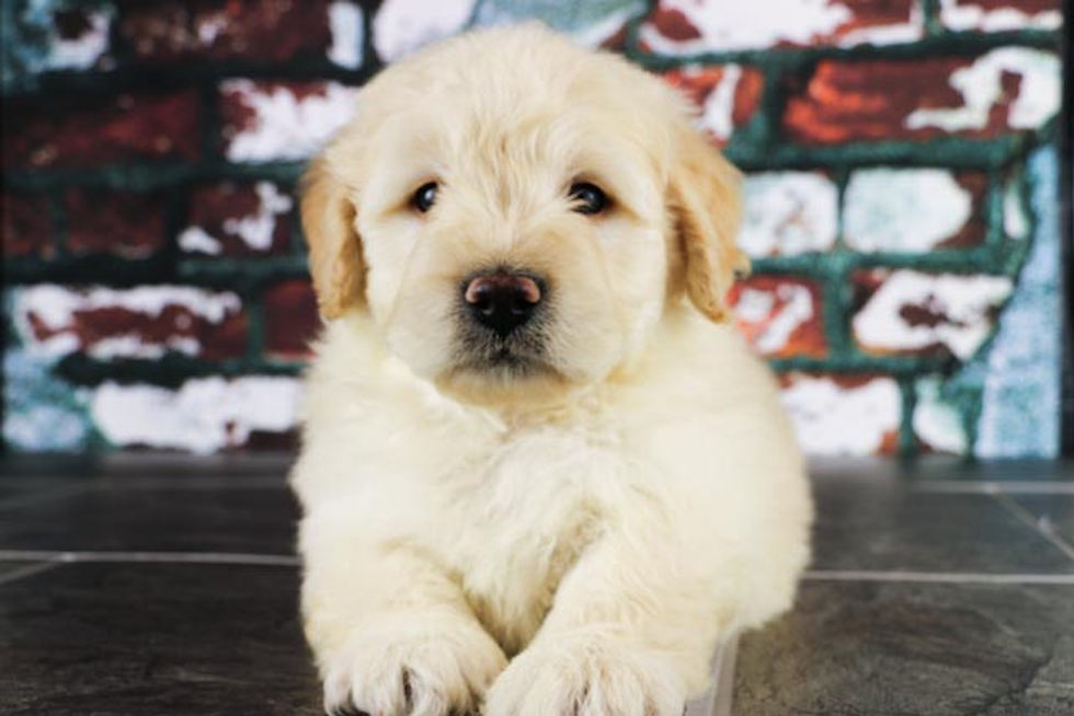 Mini Goldendoodle Puppy for Adoption